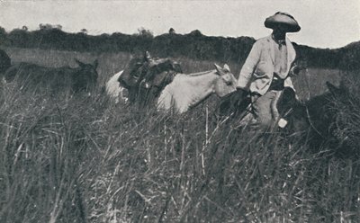 Reisen auf den Pampas, 1916 von Unbekannt