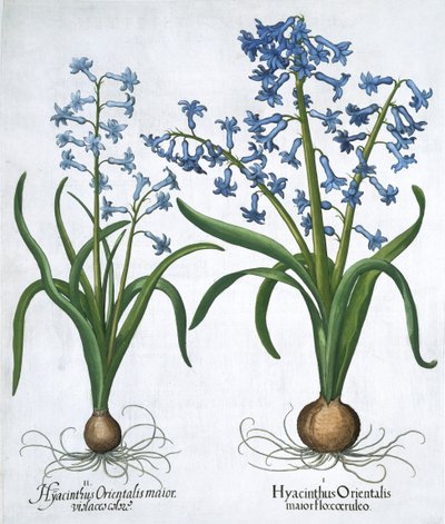Zwei blaue Hyazinthen, 1613 von Unbekannt