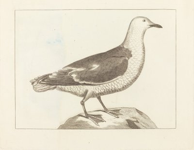 Wasservögel, frühes 19. Jahrhundert von Unbekannt