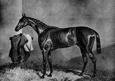Wild Dayrell, 1852-1870, 1911 von Unbekannt