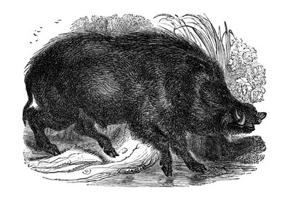 Wildschwein von Unbekannt