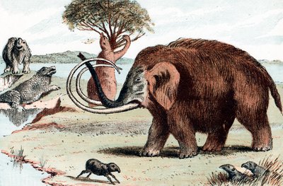 Wollmammut Mammuthus, 1892 von Unbekannt