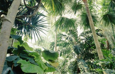 Innenansicht des Palmenhauses von Unbekannt Unbekannt