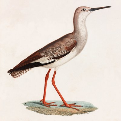 Eine Farbabbildung eines Vogels von Unbekannt