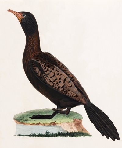 Eine Farbabbildung eines Vogels von Unbekannt