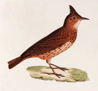 Eine Farbabbildung eines Vogels von Unbekannt
