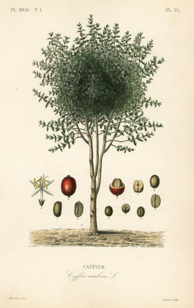 Arabischer Kaffeebaum, Coffea arabica, Cafeyer von Unbekannter Künstler