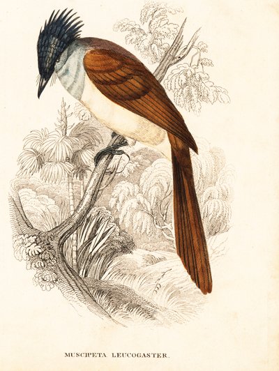 Asiatischer Paradiesfliegenschnäpper, Terpsiphone paradisi leucogaster. Handkolorierter Stahlstich aus Georg Friedrich Treitschkes Naturhistorischer Bildersaal des Thierreiches, Leipzig. von Unbekannter Künstler