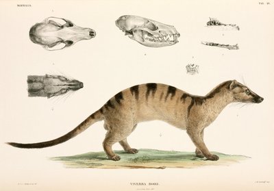 Bänderpalmenzibetkatze, Indonesien von Unbekannter Künstler