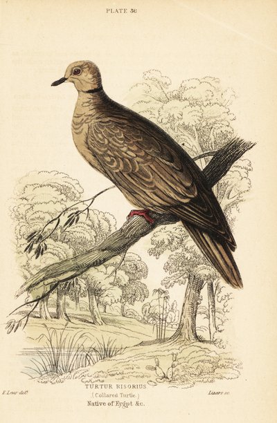 Türkentaube, Streptopelia risoria. 1889 (Gravur) von Unbekannter Künstler