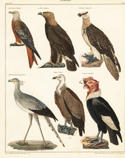 Raubvögel (Lithografie) von Unbekannter Künstler