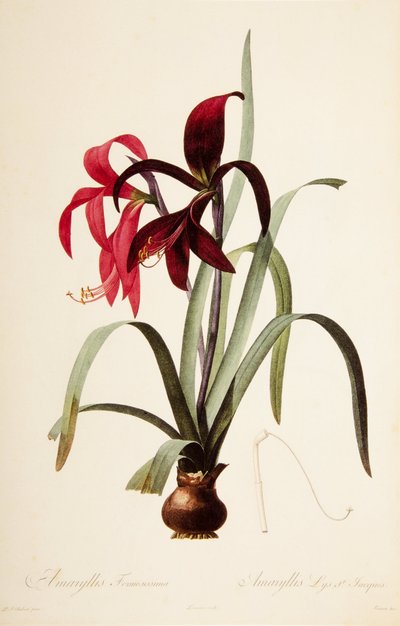 Botanische Illustration/Redoubt/Sprekelia formosissima/Sankt-Jakobs-Lilie/Jakobslilie von William M. Timlin