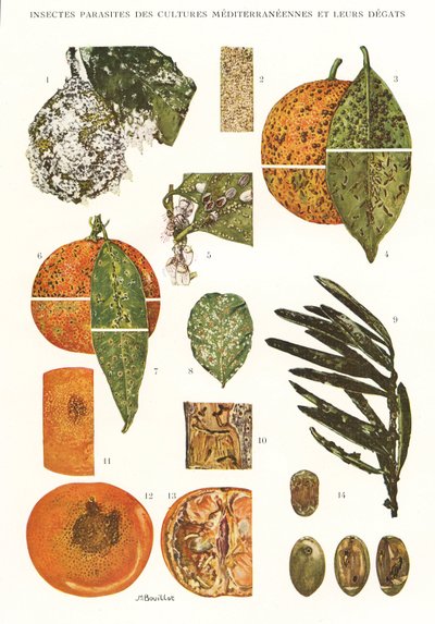Botanische Tafel/Schädlinge mediterraner Kulturen von Unbekannt
