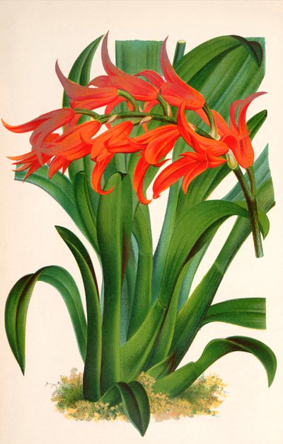 Botanische Illustration Ada aurantiaca von Unbekannt