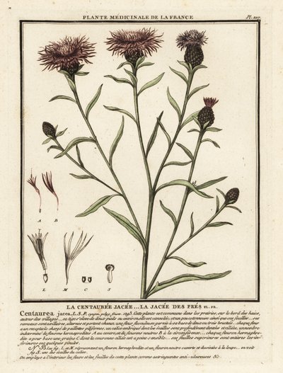 Wiesen-Flockenblume, Centaurea jacea von Unbekannter Künstler
