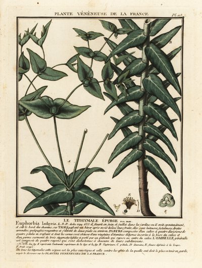 Kaperwolfsmilch, Euphorbia lathyris von Unbekannter Künstler