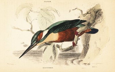 Eisvogel, Alcedo atthis (Stich) von Unbekannter Künstler