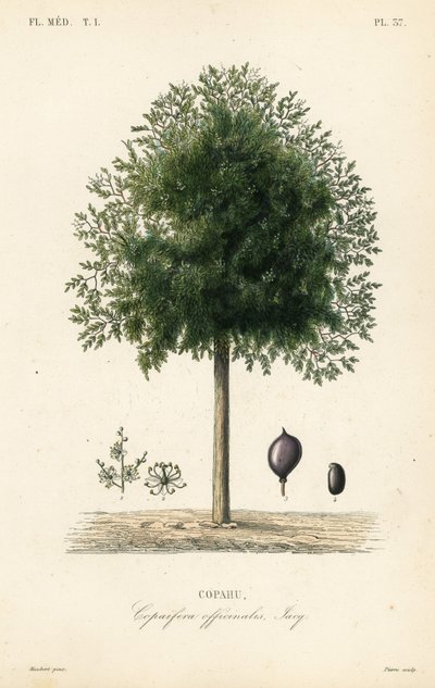 Kopaivabaum, Copaifera officinalis von Unbekannt