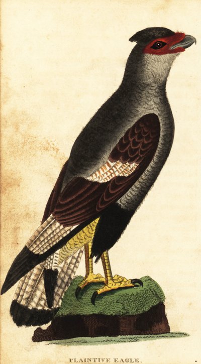 Schopfkarakara, Caracara plancus (Kupferstich) von Unbekannter Künstler