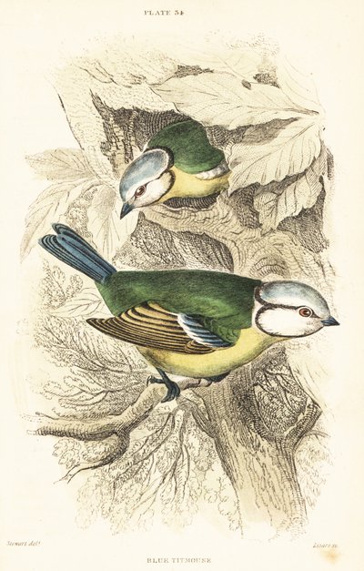 Blaumeise, Cyanistes caeruleus. 1889 (Gravur) von Unbekannter Künstler