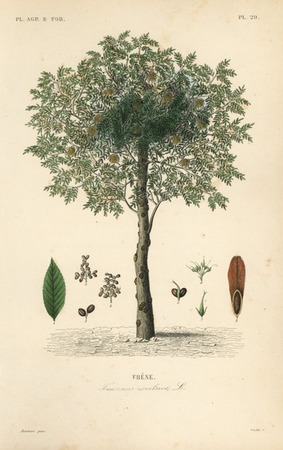 Gemeine Esche, Fraxinus excelsior von Unbekannt