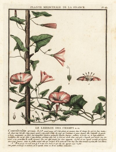 Ackerwinde, Convolvulus arvensis von Unbekannter Künstler
