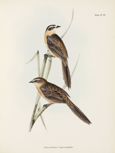 Finken, ca. 1832-1836 von Unbekannter Künstler