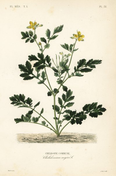 Schöllkraut, Chelidonium majus von Unbekannt