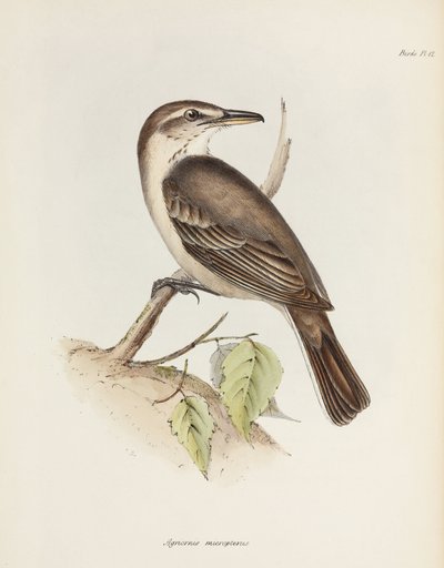 Graubauchiger Tyrann, ca. 1832-1836 von Unbekannt