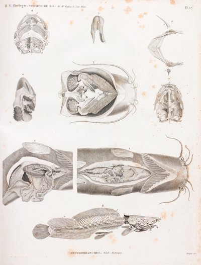 Heterobranches, anatomische Details von Unbekannt