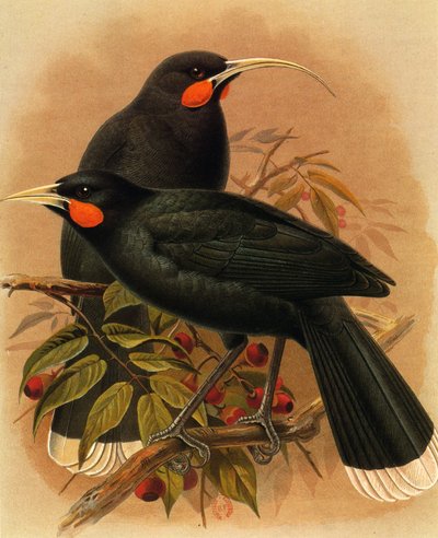 Illustration/Heteralocha acutirostris/Huia dimorphe/Huia. von Unbekannt