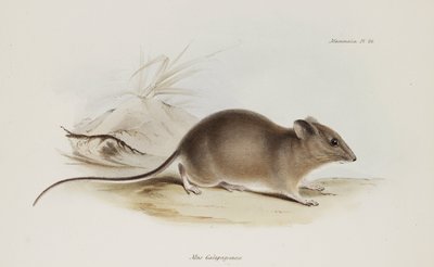 Maus, Galapagosinseln, ca. 1832-1836 von Unbekannter Künstler