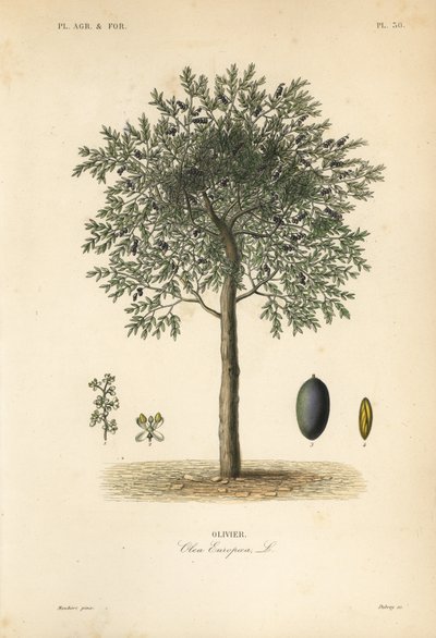 Olivenbaum, Olea europaea, Olivier von Unbekannt