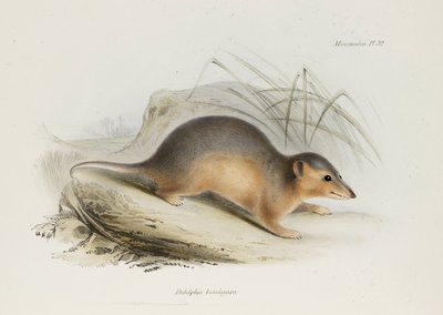 Opossum, ca. 1832-1836 von Unbekannt