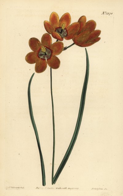 Orangefarbene Monadelphous Ixia, Ixia monadelpha von Unbekannt