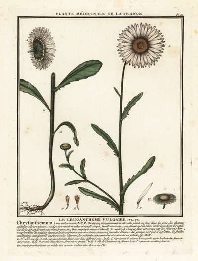 Margerite, Leucanthemum vulgare von Unbekannter Künstler