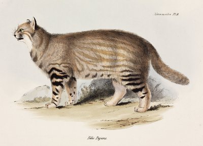 Pampaskatze, Südamerika, ca. 1832-1836 von Unbekannt