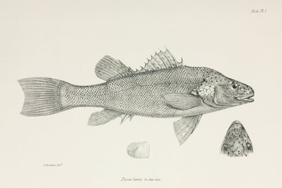 Barsch, ca. 1832-1836 von Unbekannt