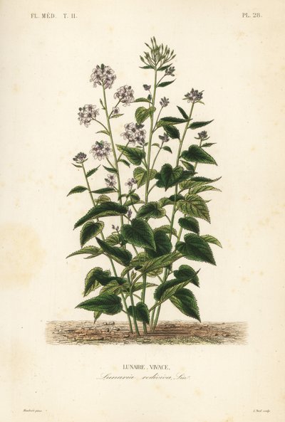 Ausdauernde Mondviole, Lunaria rediviva von Unbekannt