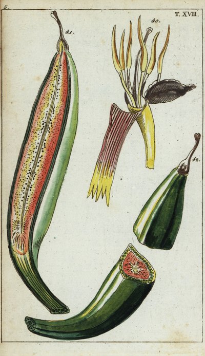 Kochbananen, Musa x paradisiaca von Unbekannter Künstler