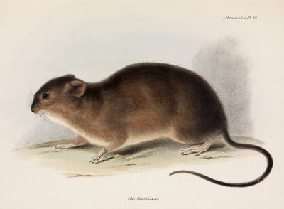 Ratte, Südamerika, ca. 1832-1836 von Unbekannt