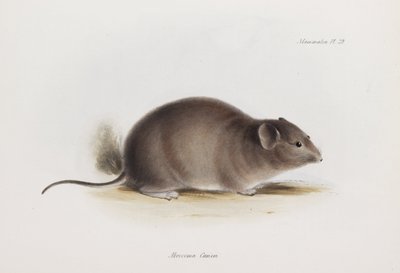 Ratte, ca. 1832-1836 von Unbekannter Künstler