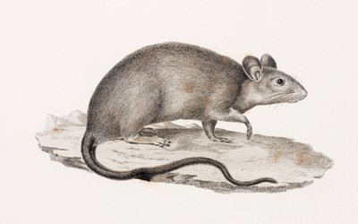 Ratte aus Alexandria von Unbekannt