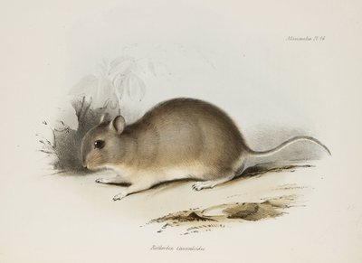 Nagetier, ca. 1832-1836 von Unbekannter Künstler