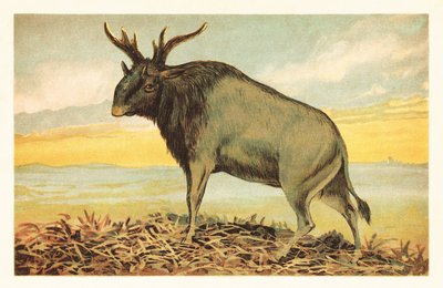 Shivas Bestie, Sivatherium giganteum. 1908 (Lithografie) von Unbekannter Künstler