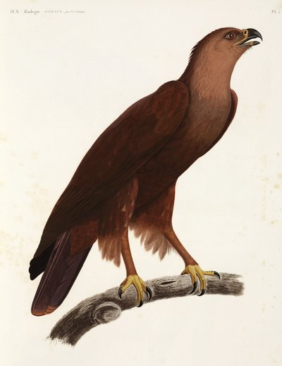 Schreiadler, Ägypten von Unbekannter Künstler