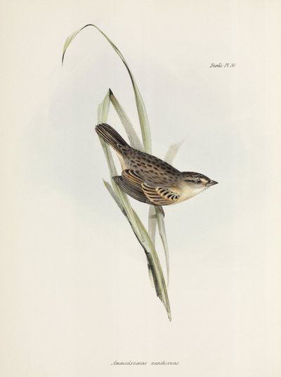Spatz oder Fink, ca. 1832-1836 von Unbekannter Künstler