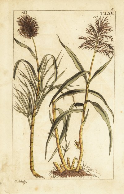 Zuckerrohr, Saccharum officinarum von Unbekannter Künstler