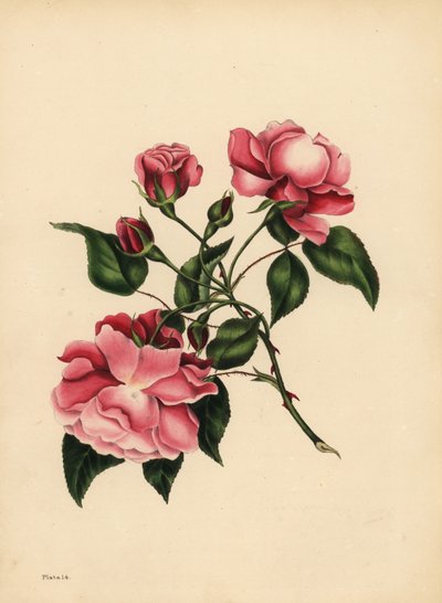 Die immerblühende Rose, Schönheit immer neu von Unbekannt