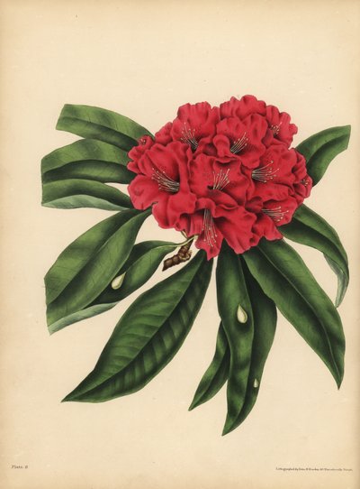 Der rotblühende Rhododendron, Gefahr von Unbekannt